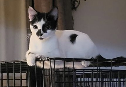 Stella, available to sponsor at Cats For Life Houston