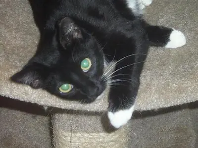 Lesa, adopted from Cats For Life Houston