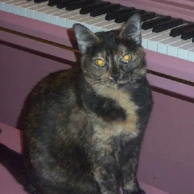 Farrah, adopted from Cats For Life Houston