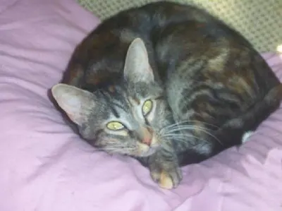 Tara, adopted from Cats For Life Houston
