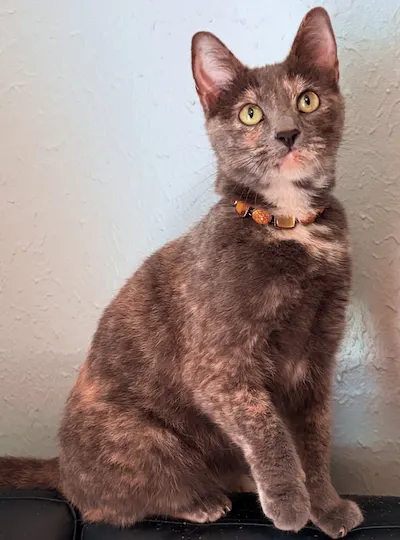 Brooke, a female Dilute Tortoiseshell available for adoption in Houston