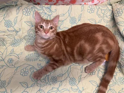 Chuck, a male Domestic Short Hair available for adoption in Houston