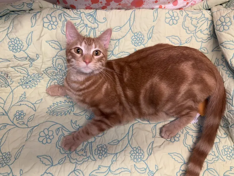 Chuck, a fully-vetted adoptable cat at Cats For Life Houston