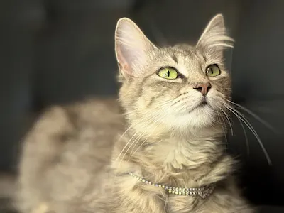 Christy, a female Domestic Long Hair available for adoption in Houston