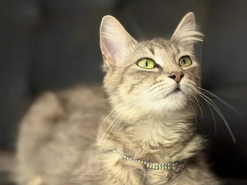 Christy, an adoptable cat at Cats For Life Houston