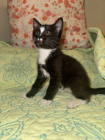 Sarah, a female Tuxedo available for adoption in Houston