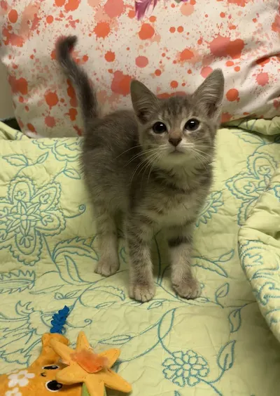Milo, a female Domestic Short Hair available for adoption in Houston
