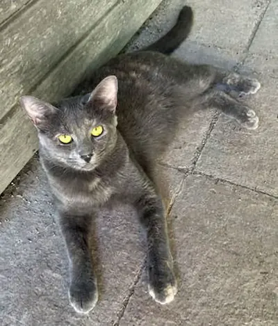Astrid, a female Dilute Tortoiseshell available for adoption in Houston