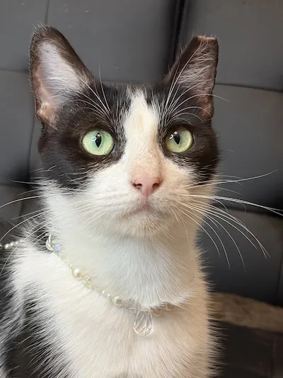 Maddie, a female Domestic Short Hair available for adoption in Houston