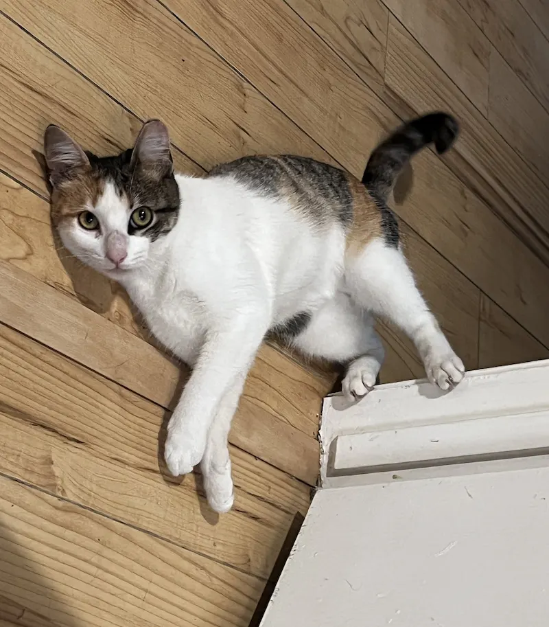 Holly, a female Calico available for adoption in Houston, Texas