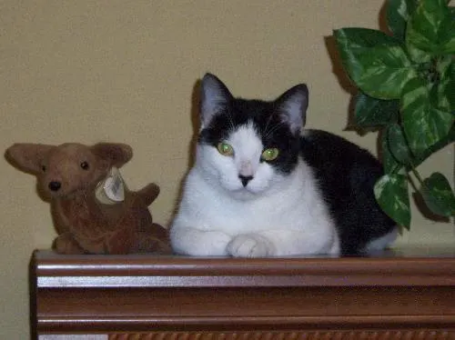 Duchess of Snugglesworth, adopted from Cats For Life in Houston, Texas
