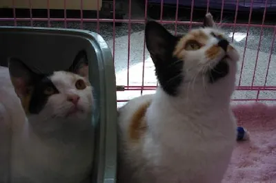 Molly and Meghan, adopted from Cats For Life Houston