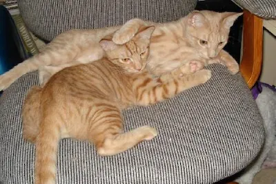 Dune and Flynn, adopted from Cats For Life Houston