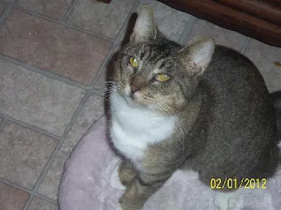 Tyra, adopted from Cats For Life Houston