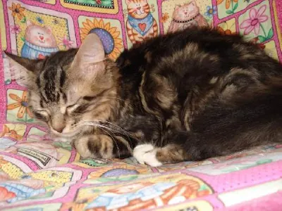 Samantha, adopted from Cats For Life Houston