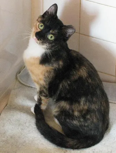 Misty and Heidi, adopted from Cats For Life Houston