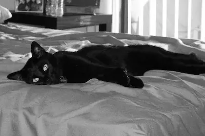 Captain Jack, adopted from Cats For Life Houston