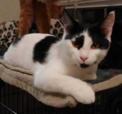 Little Ricky, adopted from Cats For Life Houston