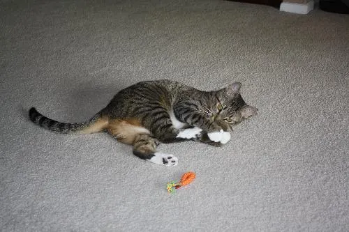 Emi, adopted from Cats For Life in Houston, Texas