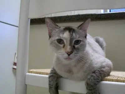 Rainey, adopted from Cats For Life Houston