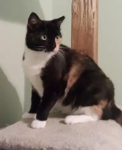Cassandra, adopted from Cats For Life Houston