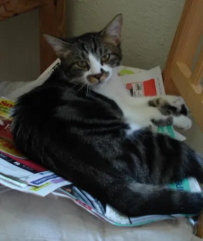 Edie Marie, adopted from Cats For Life Houston