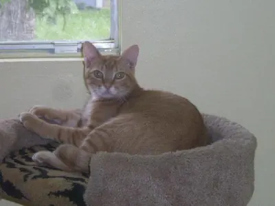 Bobby, adopted from Cats For Life Houston