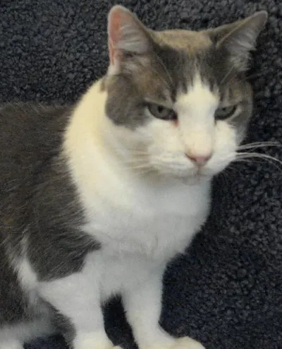 Otis, adopted from Cats For Life Houston