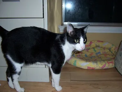 Cruiser, adopted from Cats For Life Houston