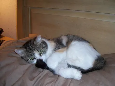 Julia, adopted from Cats For Life Houston