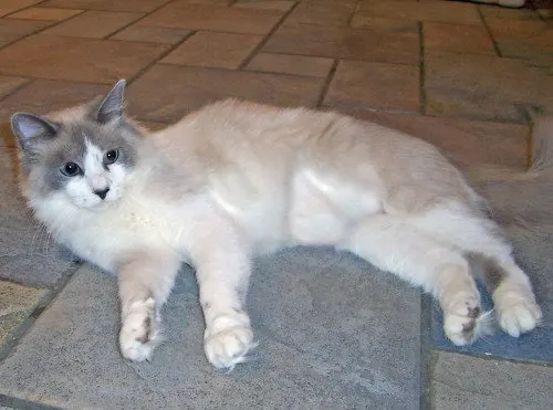 Snowflake, adopted from Cats For Life in Houston, Texas