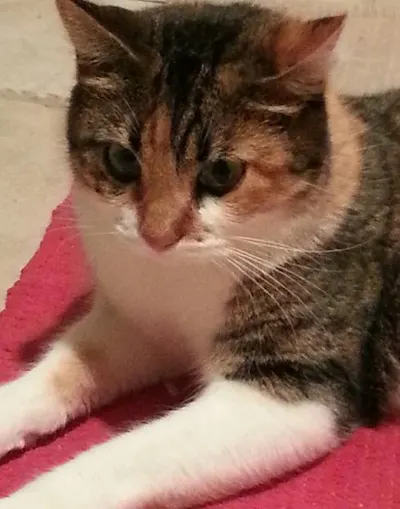 Maddie, adopted from Cats For Life Houston