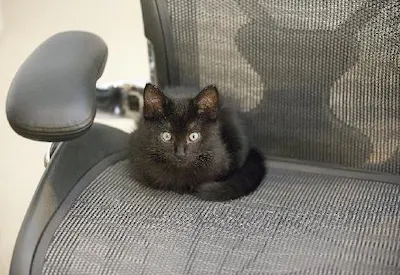 Riley, adopted from Cats For Life Houston