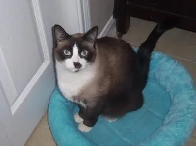 Bandit, adopted from Cats For Life Houston