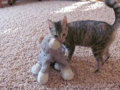 Gabby, adopted from Cats For Life Houston