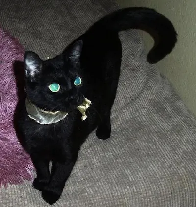 Annabelle, adopted from Cats For Life Houston