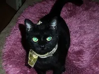 Annabelle, photo 3