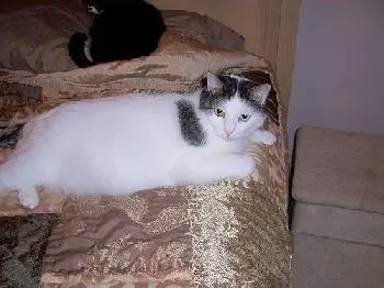 Emily, adopted from Cats For Life Houston
