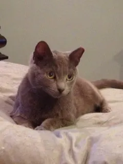 Smoky, adopted from Cats For Life Houston