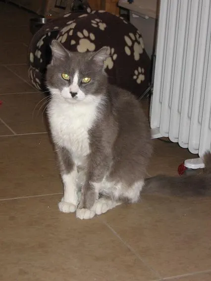 Chance, adopted from Cats For Life in Houston, Texas