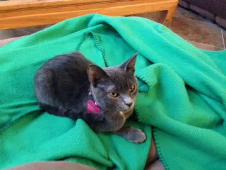 Stormy, adopted from Cats For Life Houston