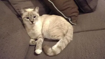 Blondie, adopted from Cats For Life Houston