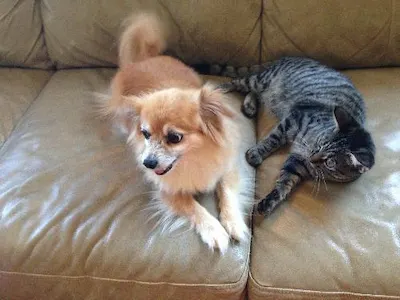 Thumbelina, adopted from Cats For Life Houston