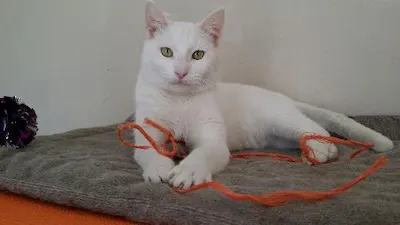 Rohan, adopted from Cats For Life Houston