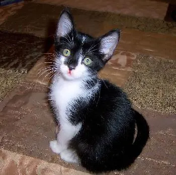 Gidget Goes Hawaiian, adopted from Cats For Life Houston