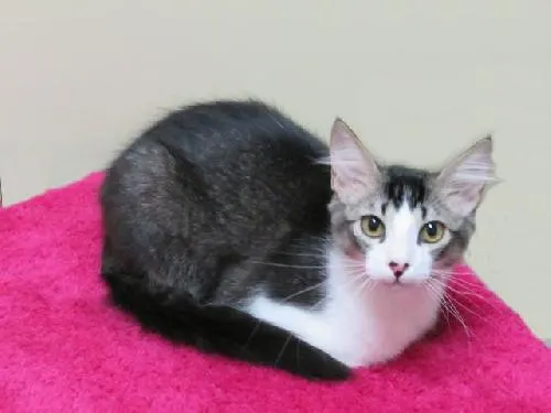 Thom, adopted from Cats For Life in Houston, Texas