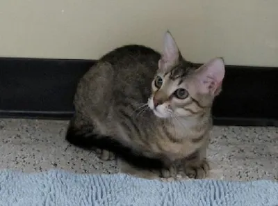 Harpo, adopted from Cats For Life Houston