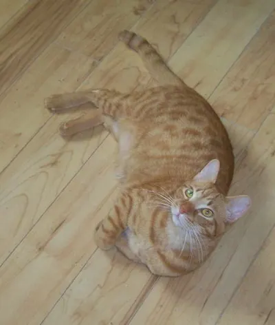 Mango, adopted from Cats For Life Houston