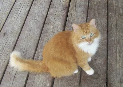 Candace, adopted from Cats For Life Houston