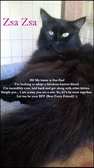 ZsaZsa, adopted from Cats For Life Houston